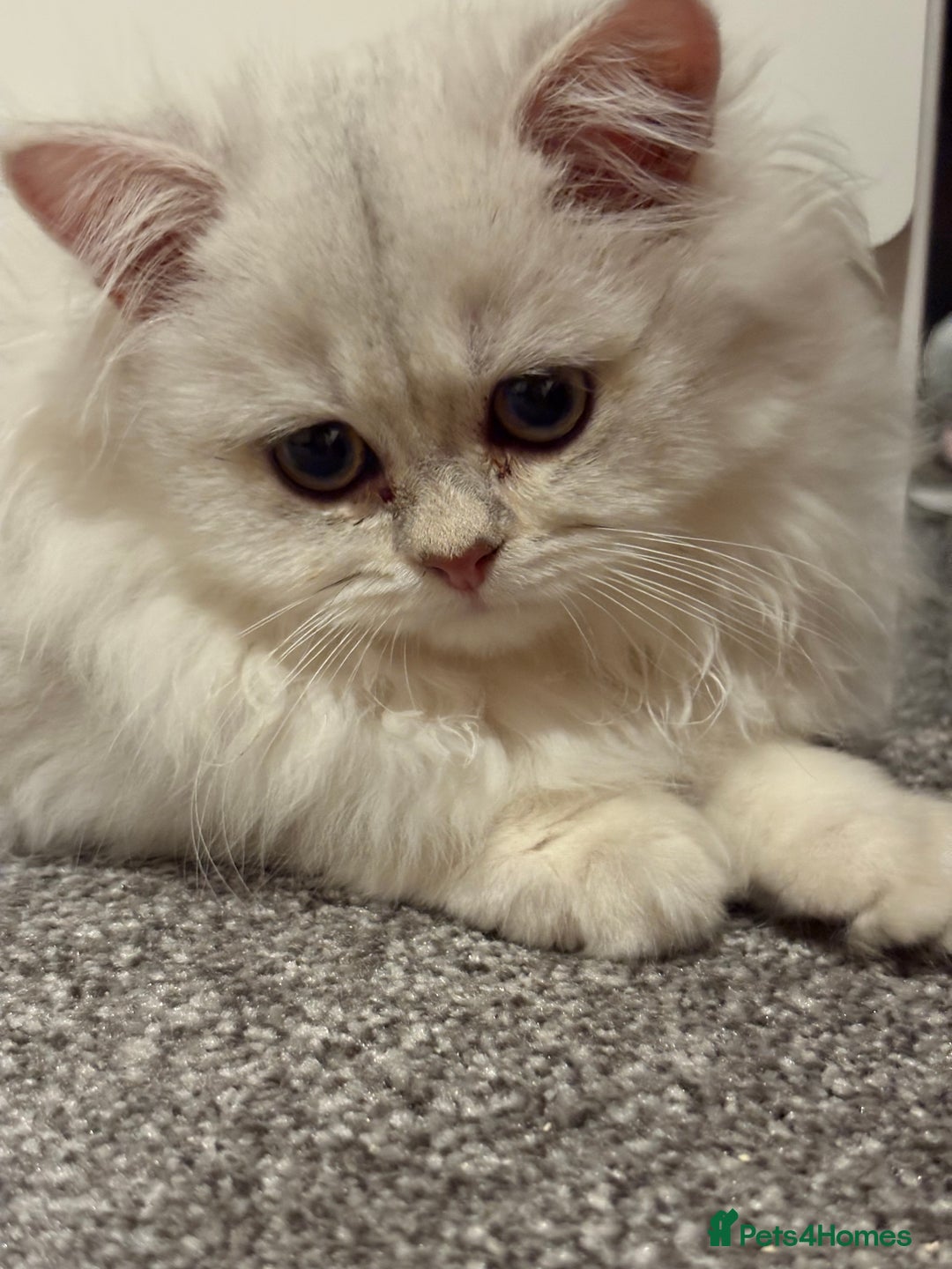 British Longhair cats for sale: ✨ Three adorable British Short/longhair kittens  - Image 31
