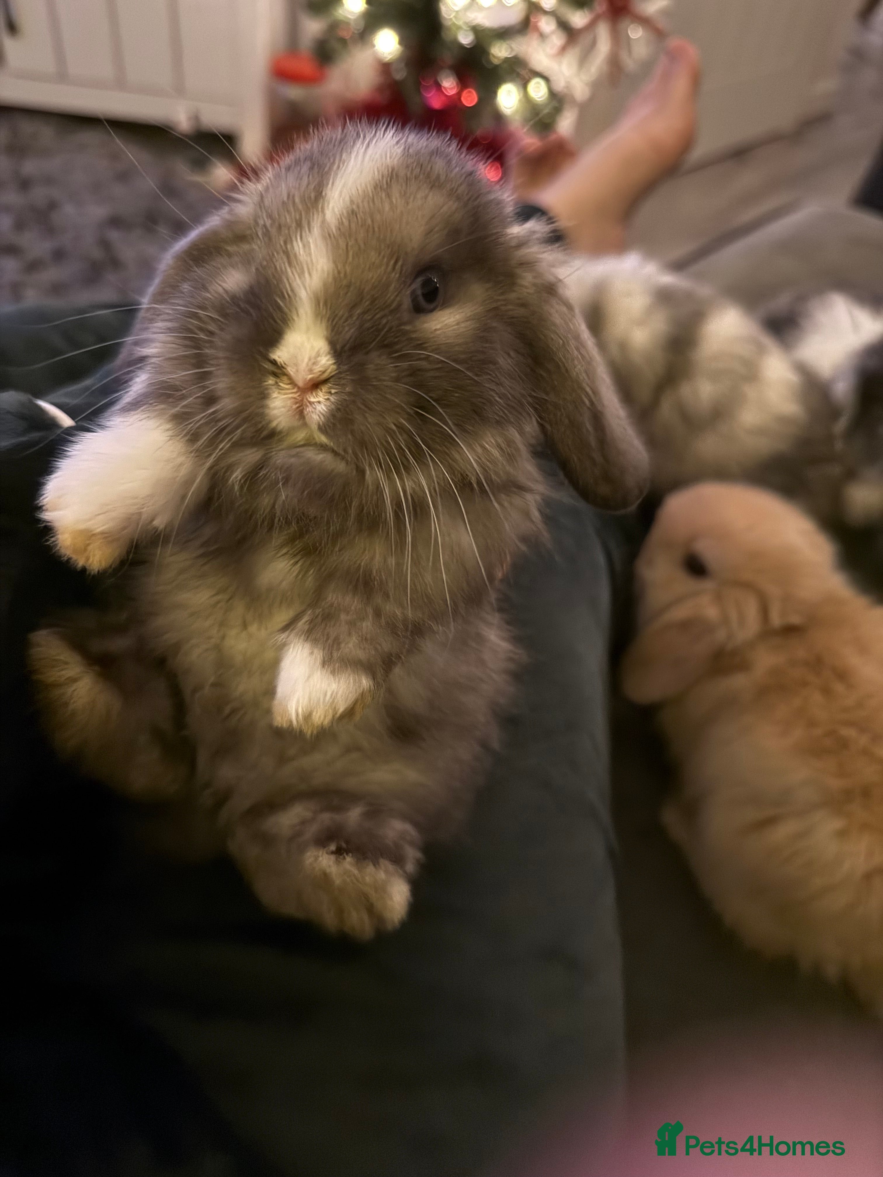 Mini Lop rabbits Gorgeous Mini Lops  - Advert 17
