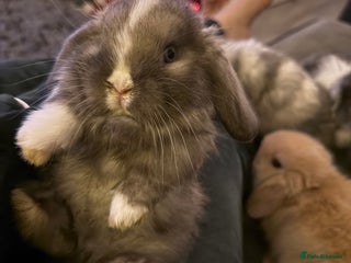 Mini Lop rabbits Gorgeous Mini Lops - Advert 3