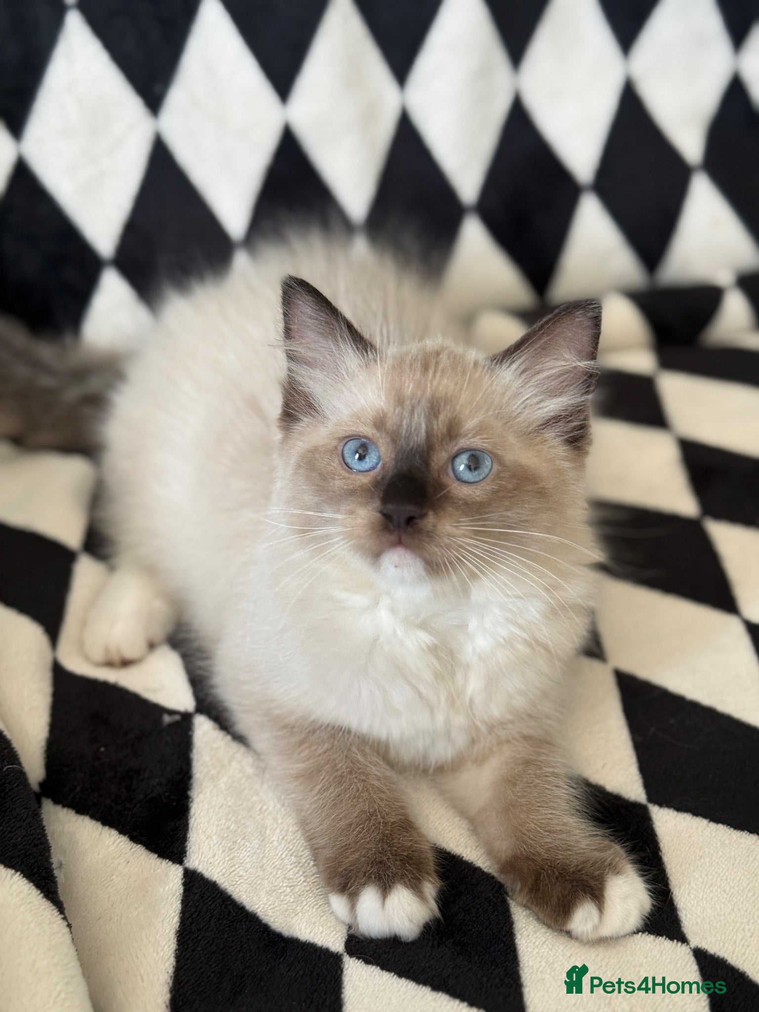 Ragdoll cats Ready Now Ragdoll kittens  - Advert 2