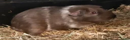 Guinea Pig rodents for sale: Baby guinea pig pairs - Advert 3