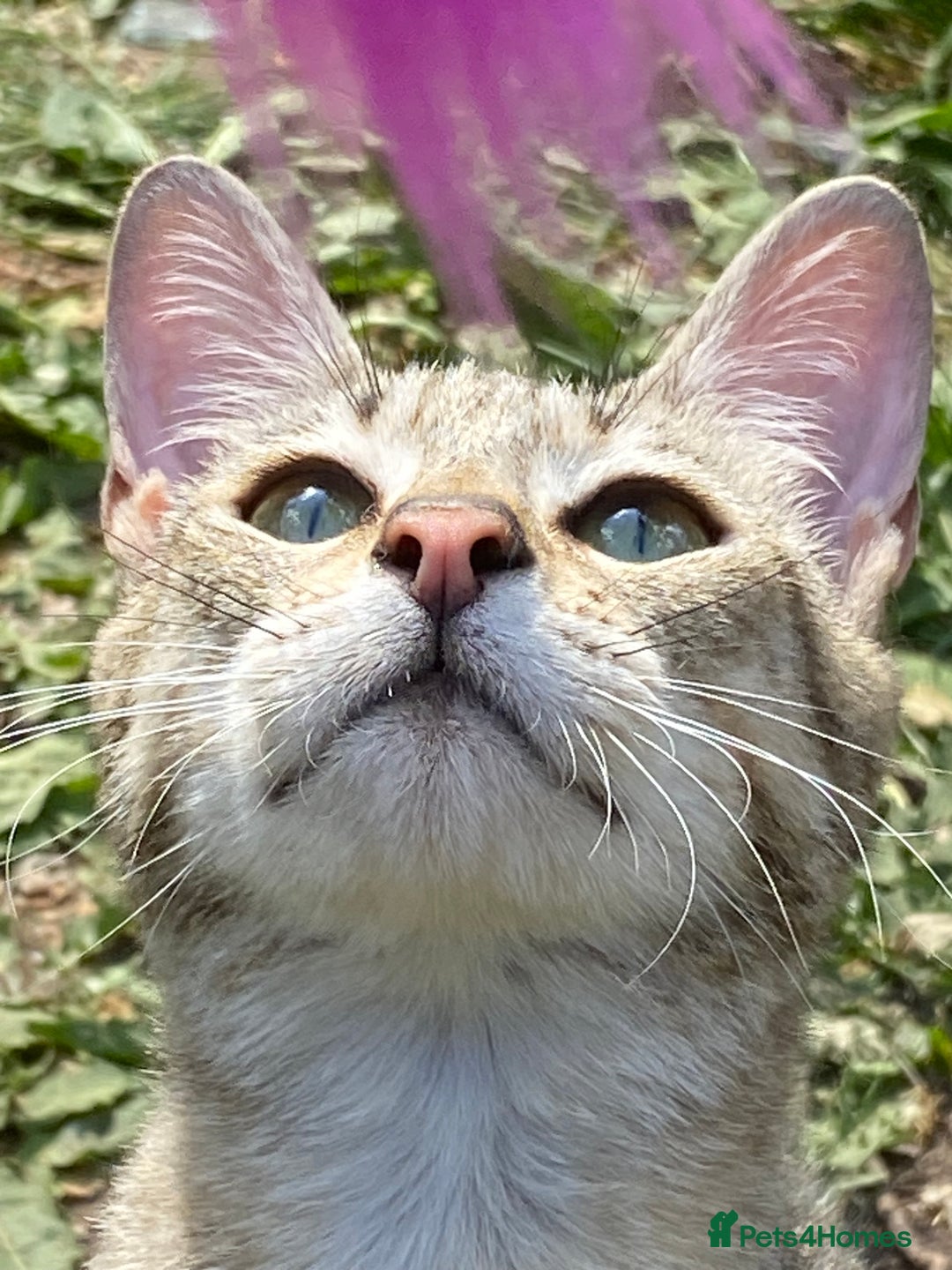 Savannah cats for sale: Pedigree F5 SBT SAVANNAH girl seeks forever home in Manchester - Image 23