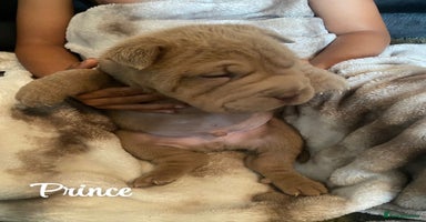 Shar Pei dogs - Advert 9