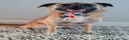 Mixed Breed dogs for adoption: Super sweet Suki in Bude - Advert 17