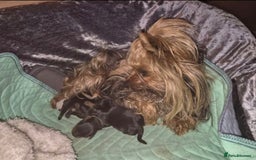 Yorkshire Terrier dogs for sale: Yorkshire Terrier Baby face boys for Sale  😍 - Image 6