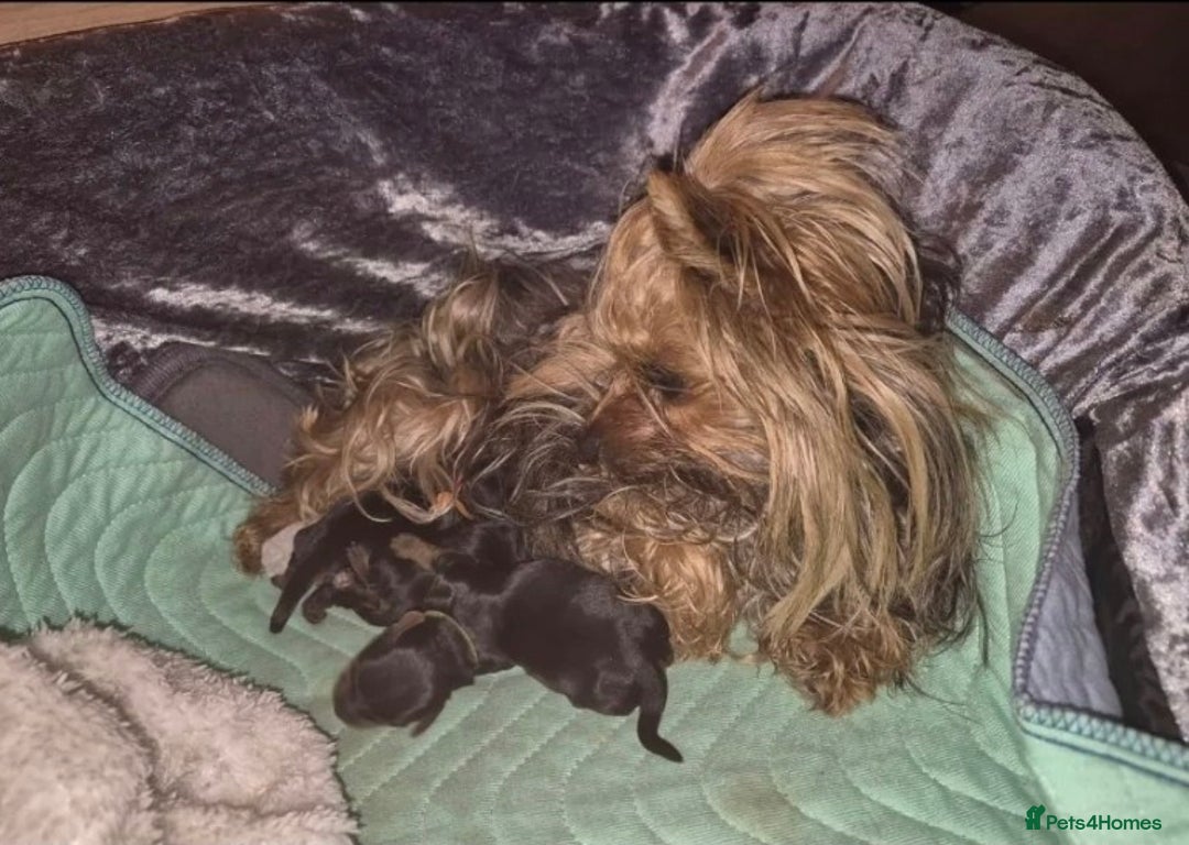 Yorkshire Terrier dogs for sale: Yorkshire Terrier Baby face boys for Sale  😍 - Image 6