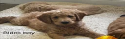 Double Doodle dogs for sale: READY FOR THEIR FOREVER HOMES double/goldendoodles - Advert 13