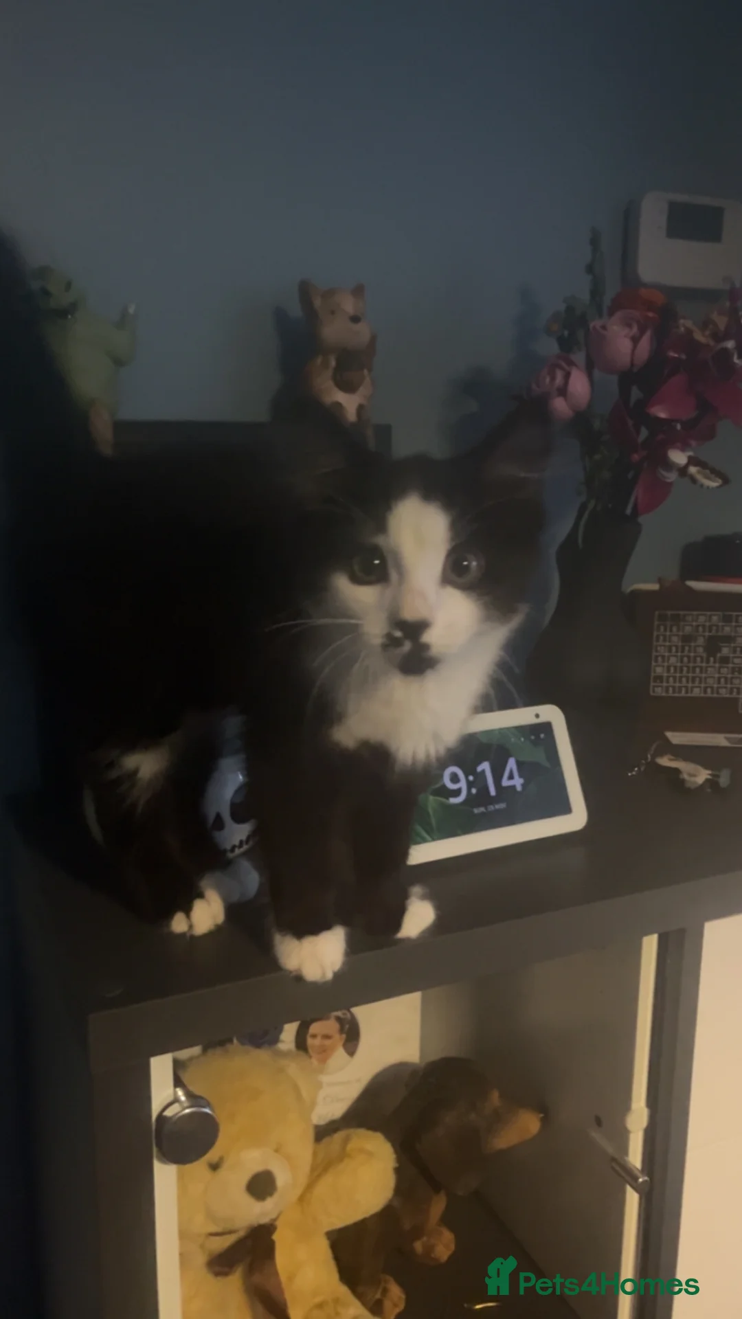 Mixed Breed cats for sale: Looking for a new home  - Advert 5