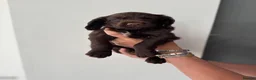 Cocker Spaniel dogs for sale: Working cocker spaniel puppies for sale in Spalding - Advert 6