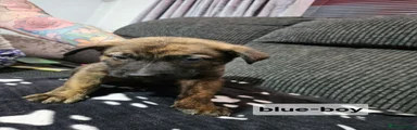 Mixed Breed Puppy 11