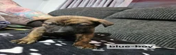 Mixed Breed dogs for sale: German shepherd x dutch shepherd  in Grimsby - Advert 3