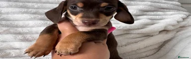 Miniature Dachshund 1