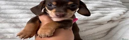 Miniature Dachshund dogs for sale: Lovely miniature dachshunds puppies for sale in Hastings - Advert 5