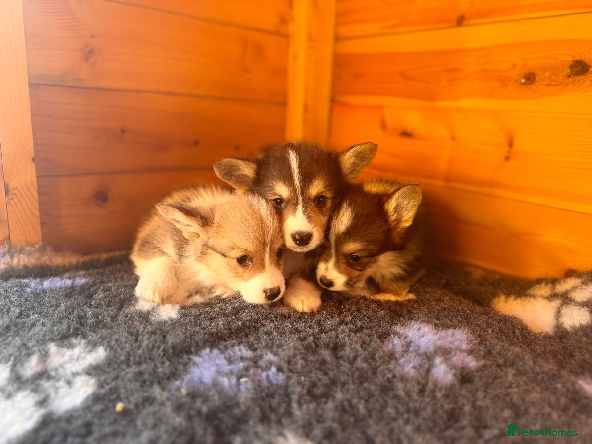 Welsh Corgi Pembroke dogs Kc pembroke corgi puppies - Advert 3