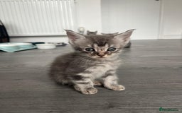 Maine Coon cats for sale: Maine Coon X  - Image 10