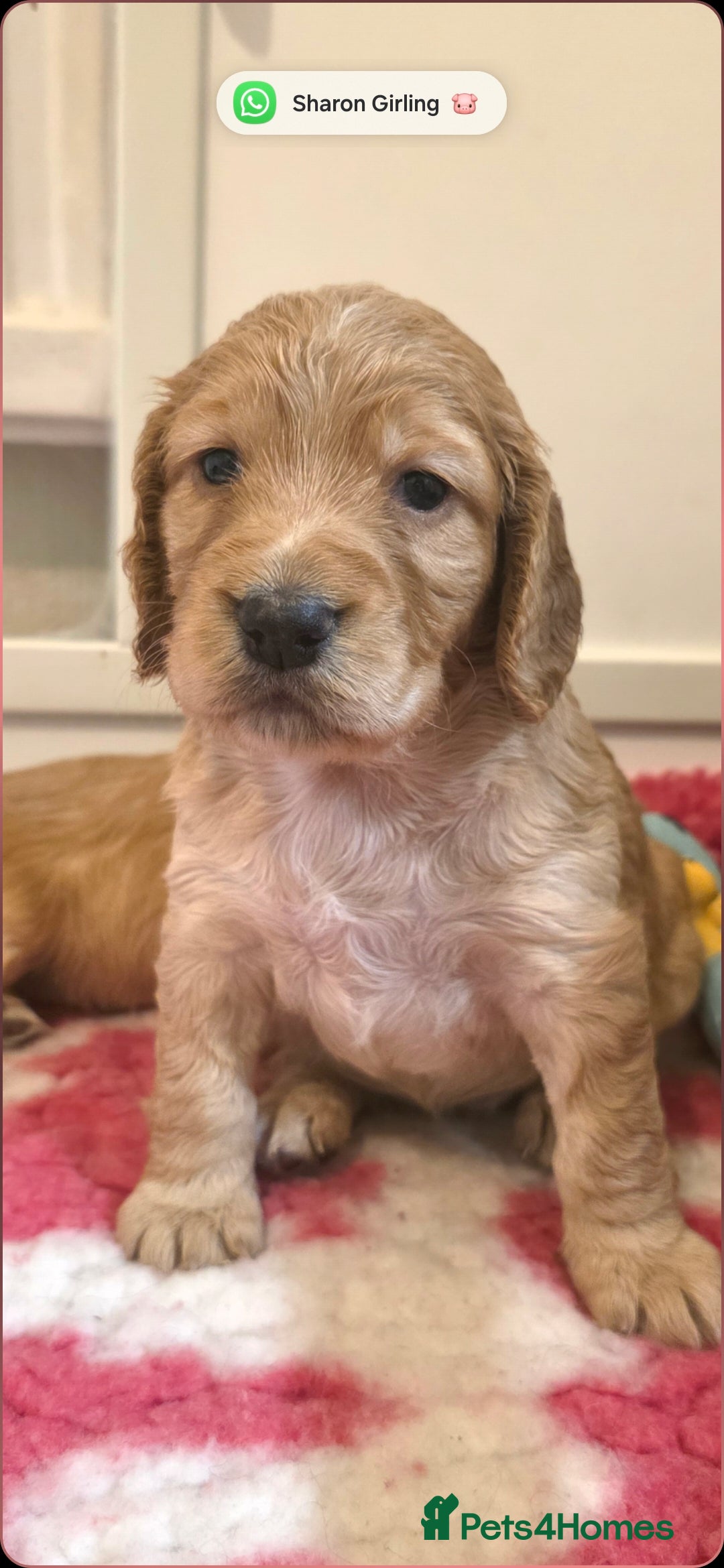 Cocker Spaniel dogs for sale: Working Cocker Spaniel Puppies - Image 13