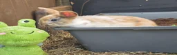 Mixed Breed rabbits for sale: Beautiful babies looking for forever families - Advert 3