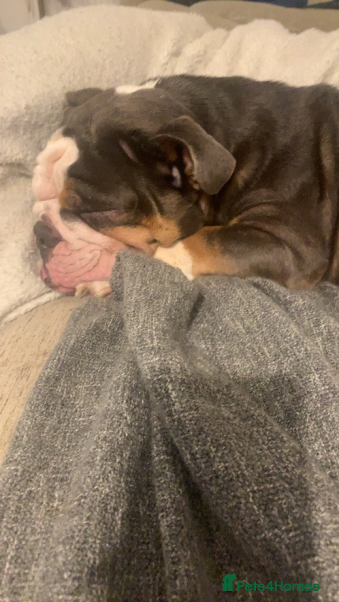 English Bulldog dogs for sale: British Bulldog  - Image 5