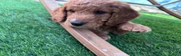 Cockapoo dogs for sale: Beautiful boy cockapoo - Advert 7