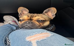 French Bulldog dogs for sale: French bulldog girl. Beautiful, 9 weeks old - Image 8