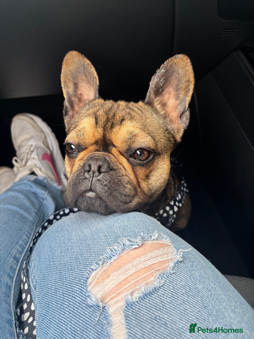 French Bulldog dogs for sale: French bulldog girl. Beautiful, 9 weeks old - Image 8