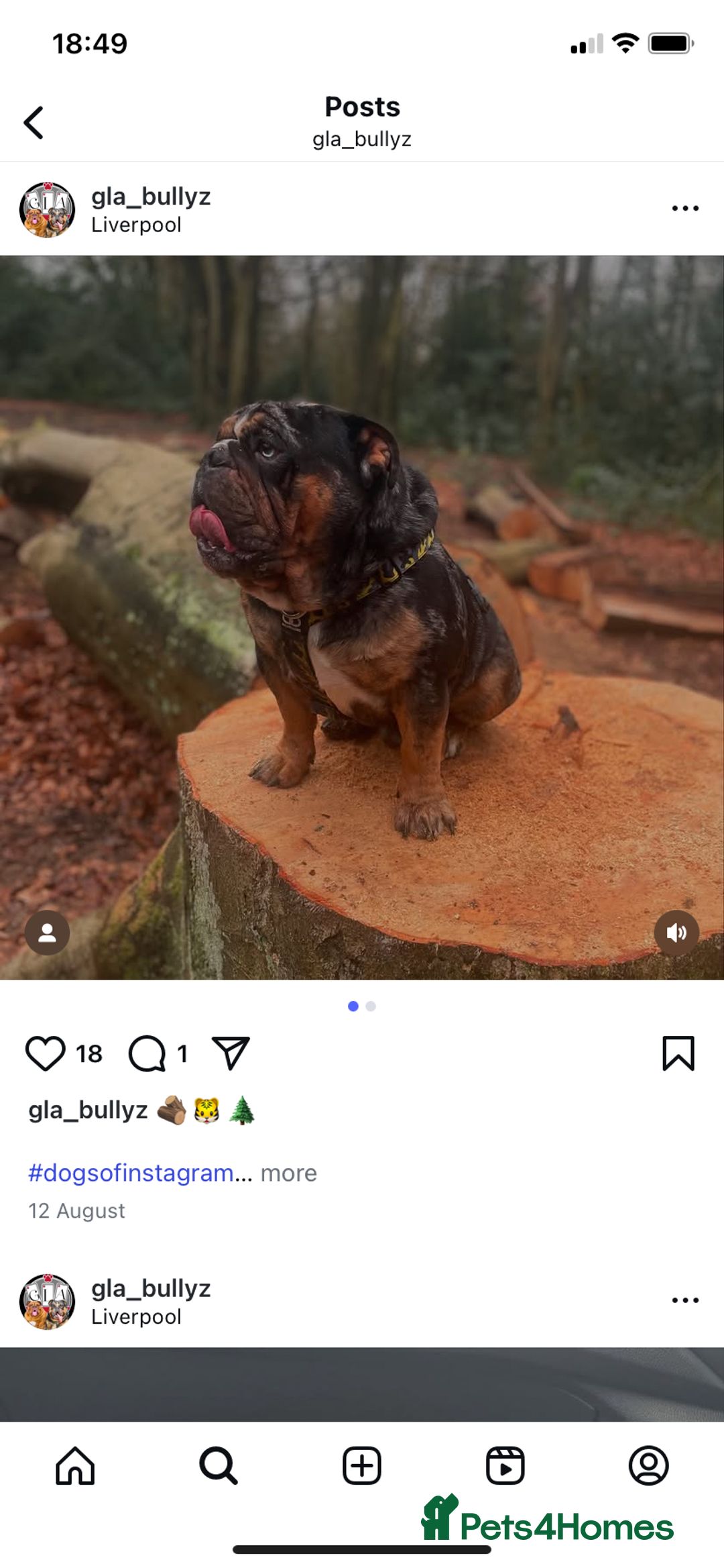 English Bulldog dogs for sale: Unreal English bull dogs  - Advert 6