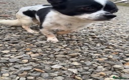 Chihuahua dogs for sale: Hi here is floky very friendly and play full  in Hayes - Image 3