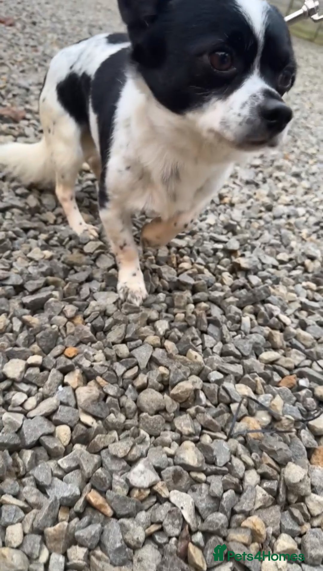 Chihuahua dogs for sale: Hi here is floky very friendly and play full  in Hayes - Image 3