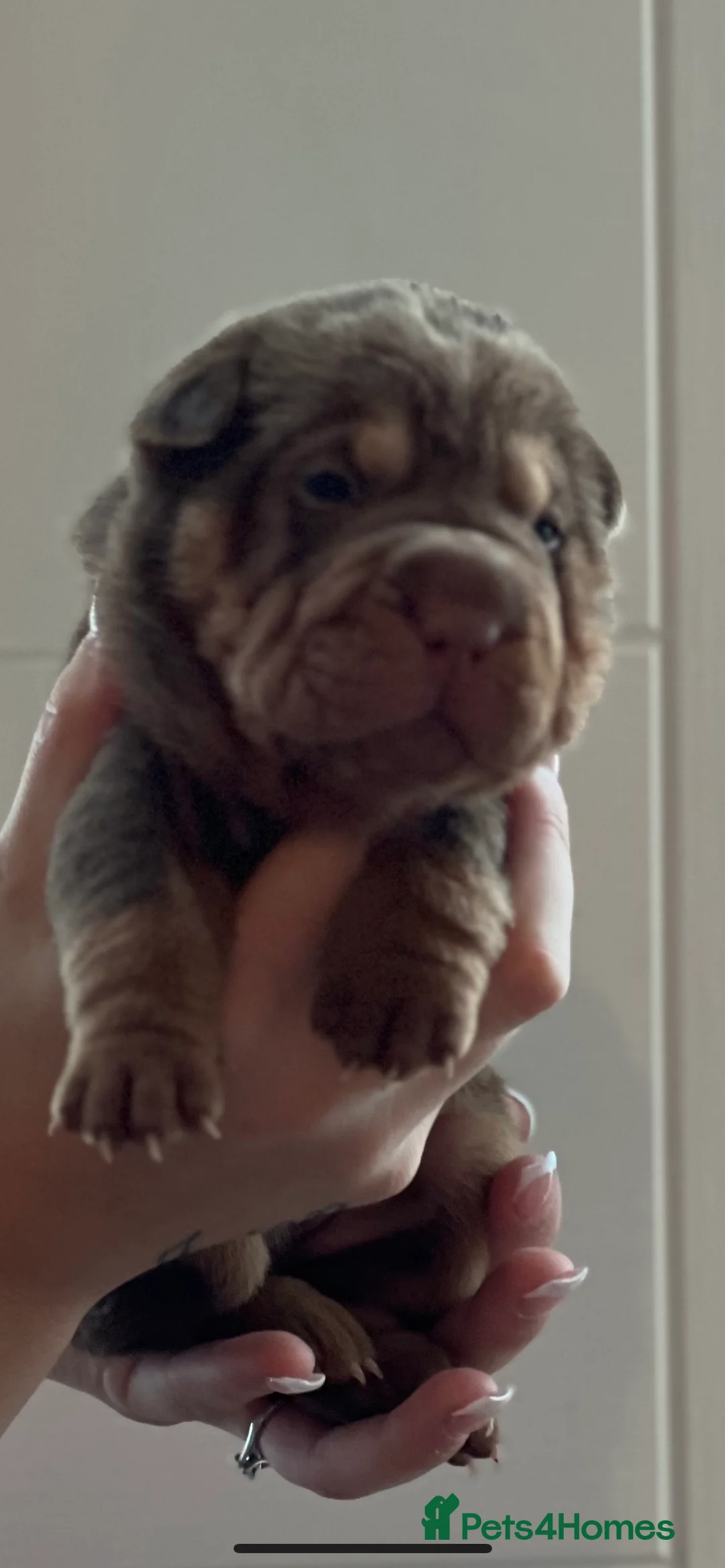 Shar Pei dogs for stud: kc reg health tested bva eye tested  in Sunderland - Advert 16