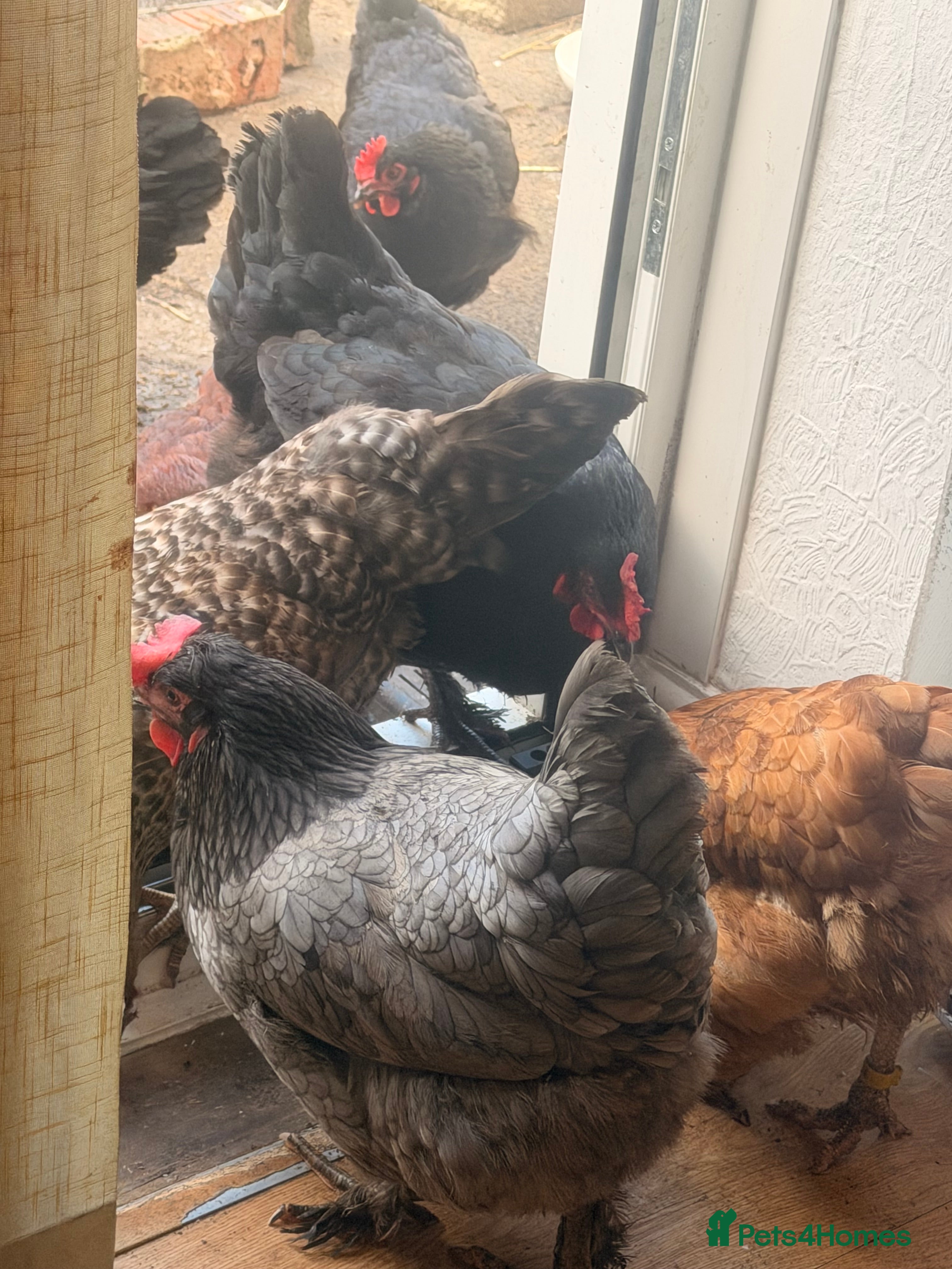 Chickens poultry chickens - Advert 5