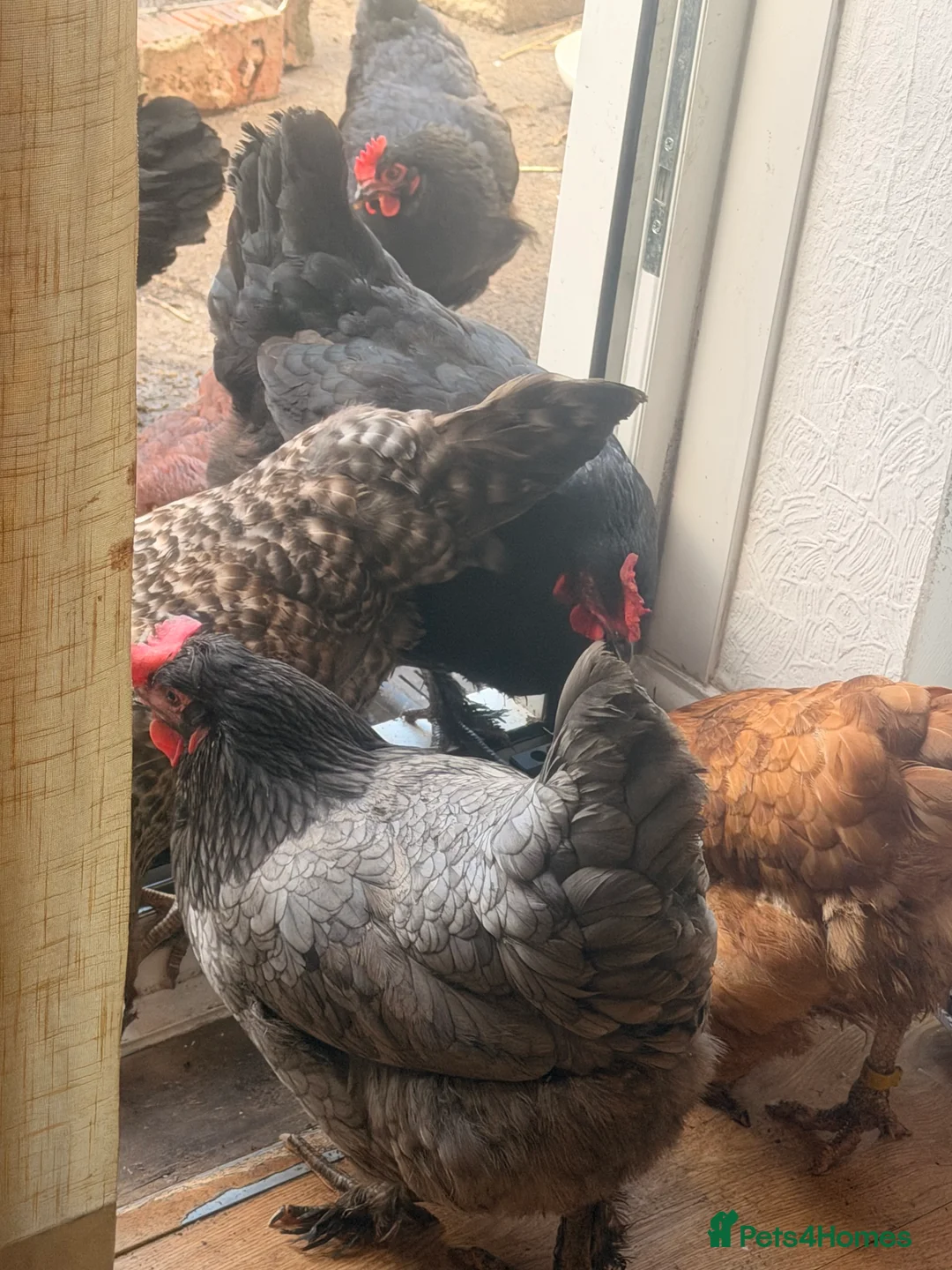 Chickens poultry for sale: chickens in Warrington - Advert 1