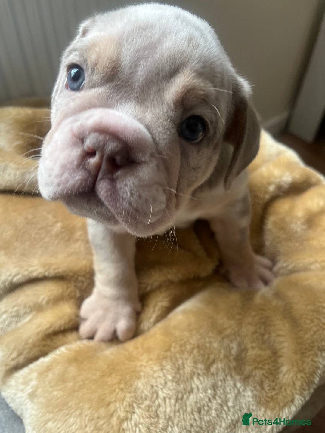 English Bulldog dogs for sale: English Bulldogs  - Image 5