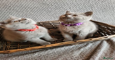 Scottish Fold cats - Advert 3