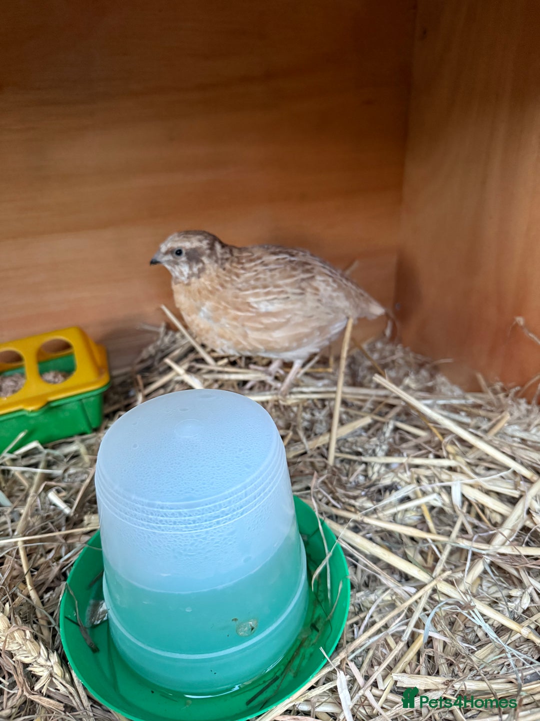 Quail poultry for sale: 3 MALE COTURNIX QUAIL, HATCHLINGS & EGGS FOR SALE - Advert 3
