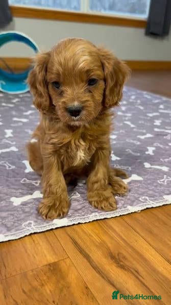 Cavapoo dogs Cavapoo puppy - reserved - Advert 1