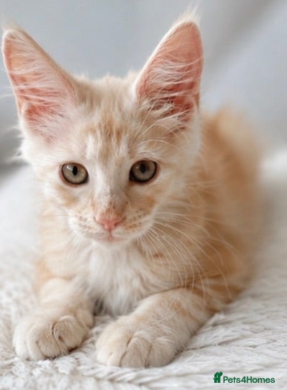 Maine Coon cats 1 boy left very Rare Maine Coon Kitten TICA Active - Advert 2