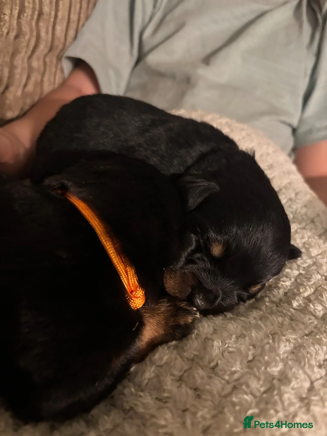 Rottweiler dogs for sale: European Rottweiler puppies - Advert 7