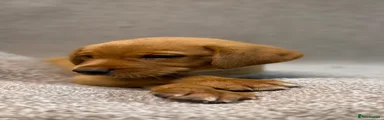 Labrador Retriever 1