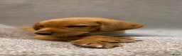 Labrador Retriever dogs for sale: Labrador Puppies - Advert 4