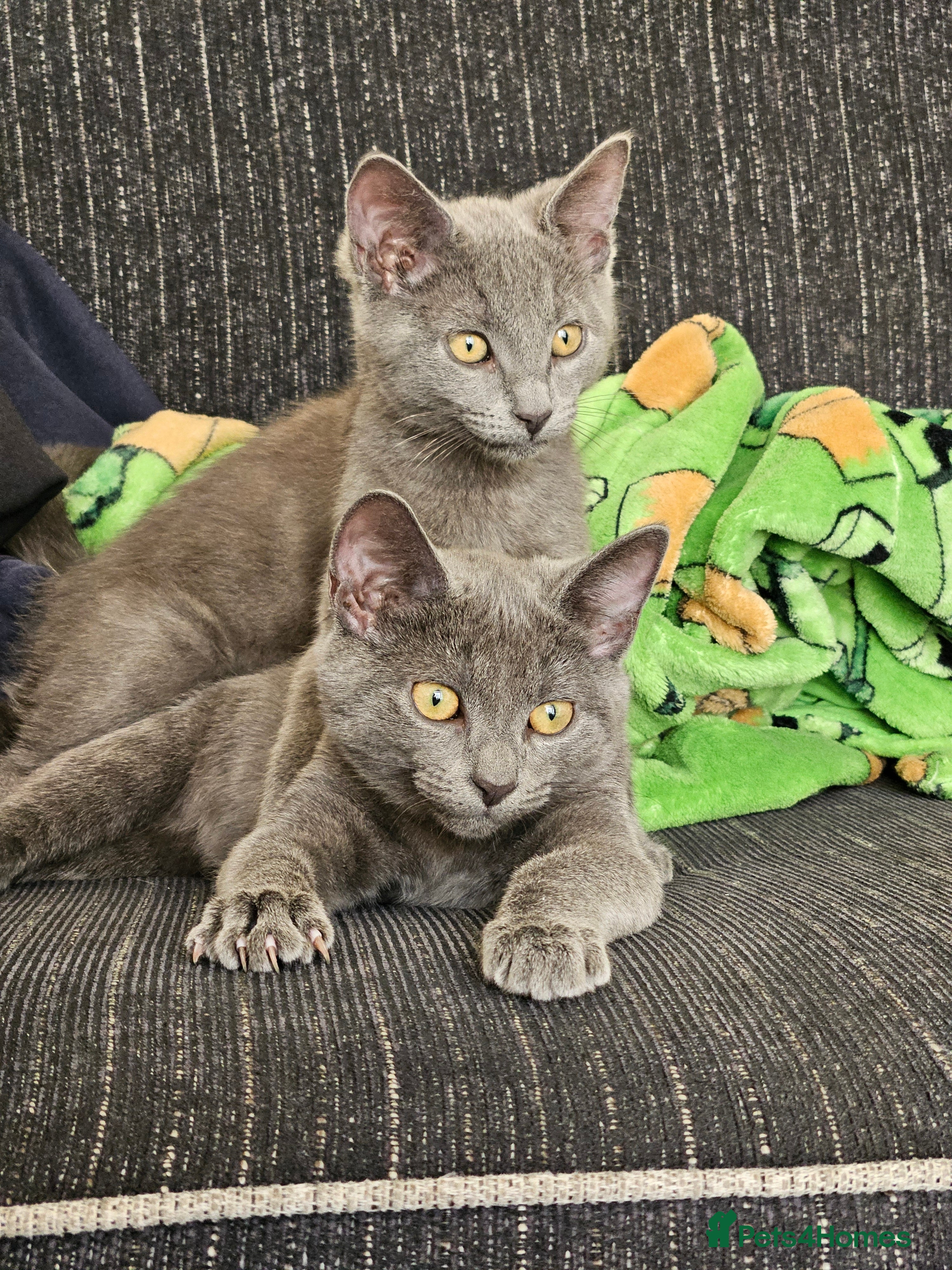 Russian Blue cats 2 beautiful grey cats - Advert 1