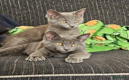 Russian Blue cats for sale: 2 beautiful grey cats - Image 1