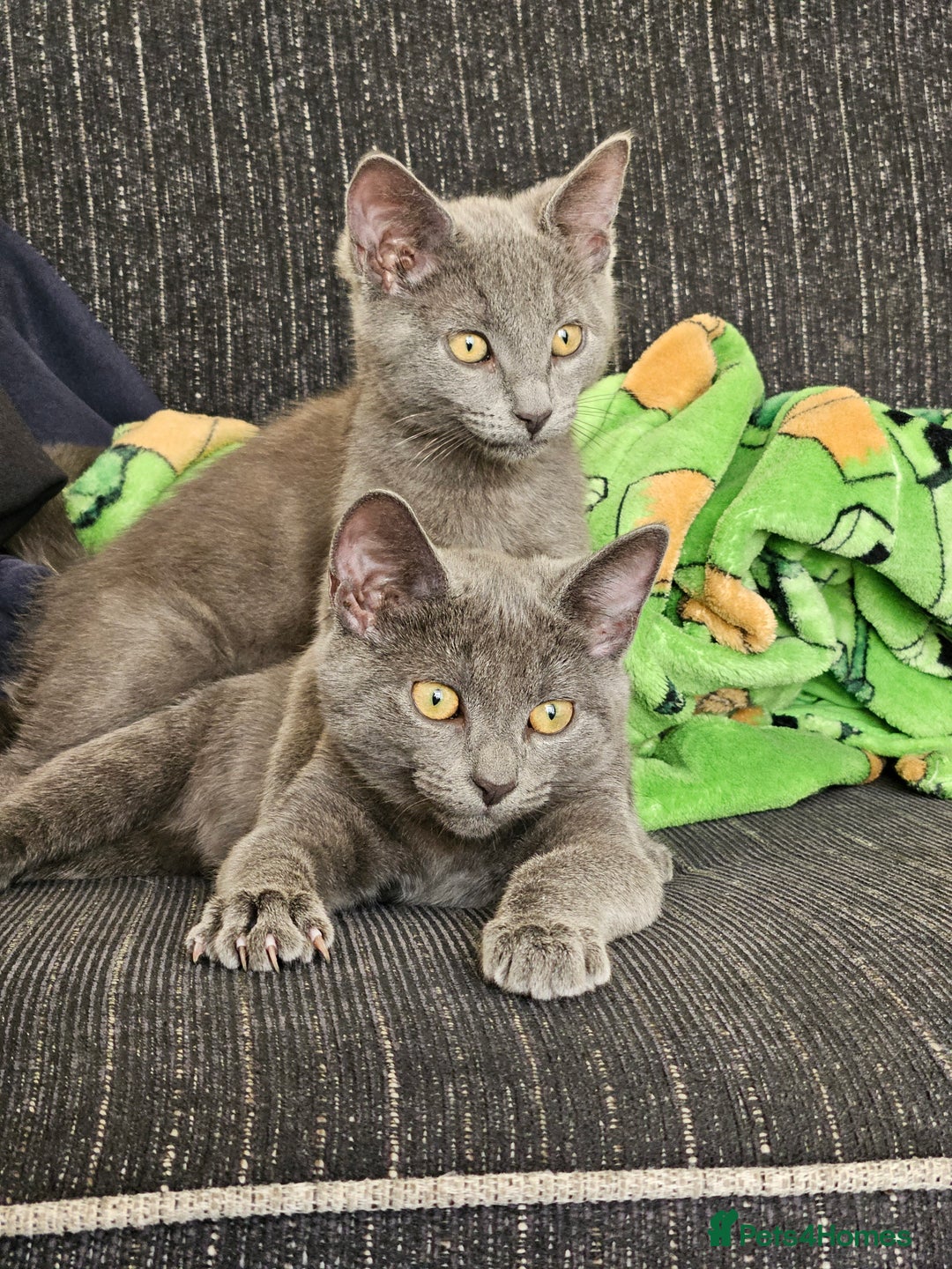 Russian Blue cats for sale: 2 beautiful grey cats - Image 1