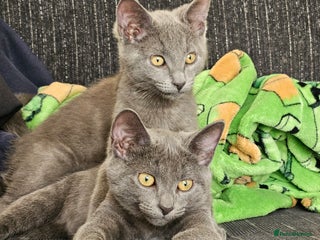 Russian Blue cats 2 beautiful grey cats - Advert 1
