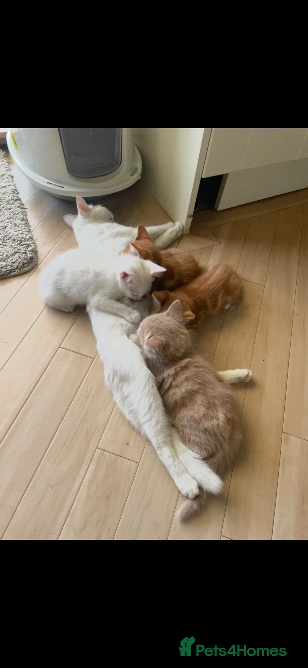 British Shorthair cats for sale: One year old pure white cat in West Wickham - Advert 5