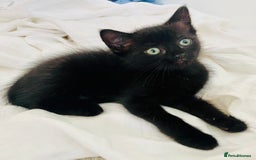 Ragdoll cats for sale: Beautiful affectionate friendly ragdoll x tuxedo - Image 1