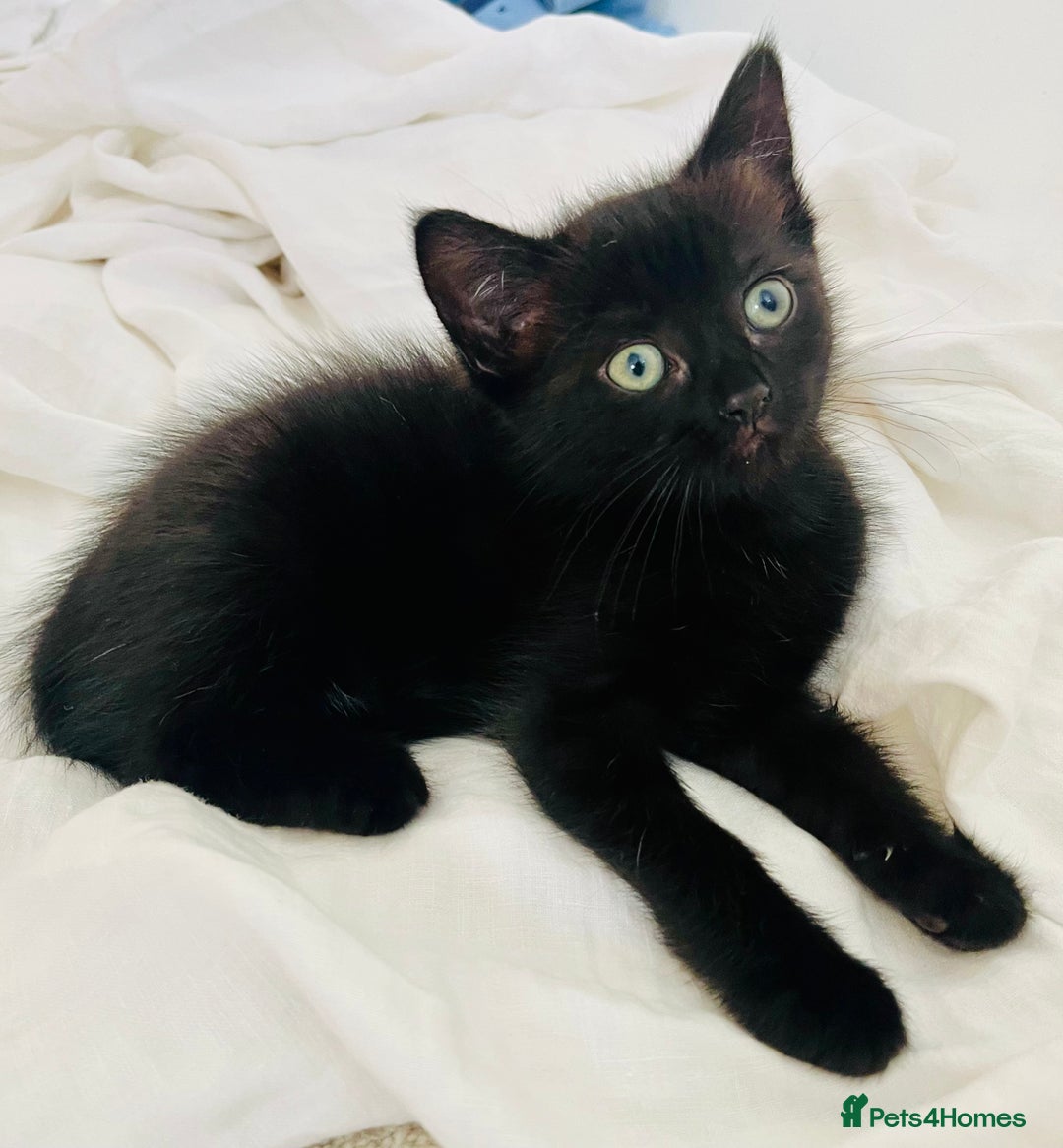 Ragdoll cats for sale: Beautiful affectionate friendly ragdoll x tuxedo - Image 1