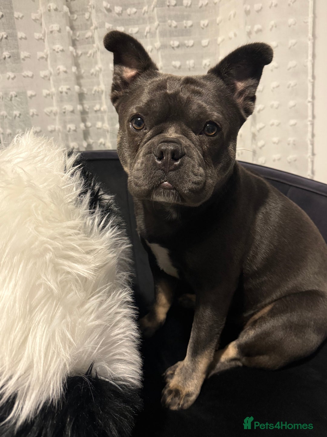 Mixed Breed dogs for sale: Frenchie X 1/4 Chow Chow  - Image 2