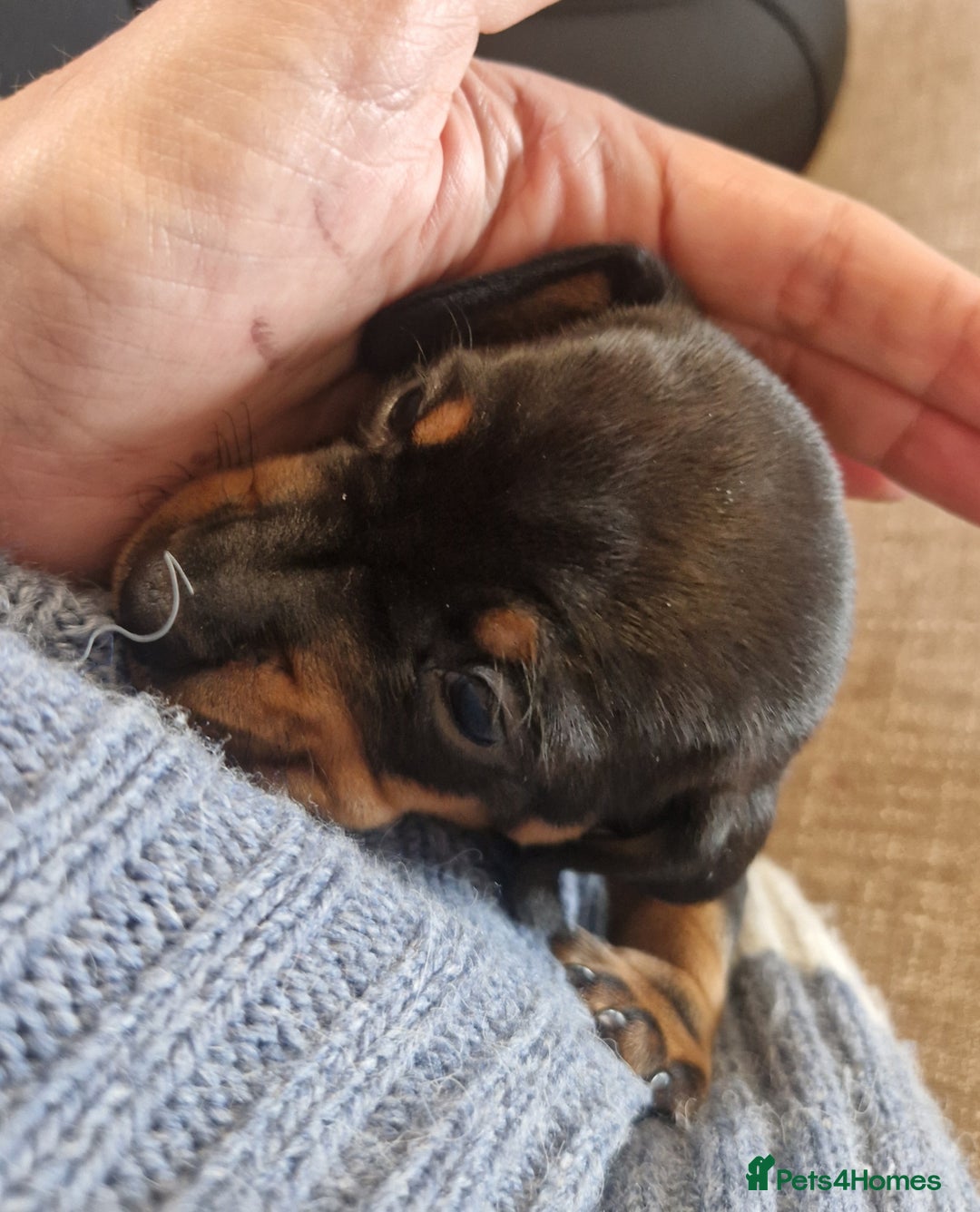 Dachshund dogs for sale: 2 females only! - Advert 10