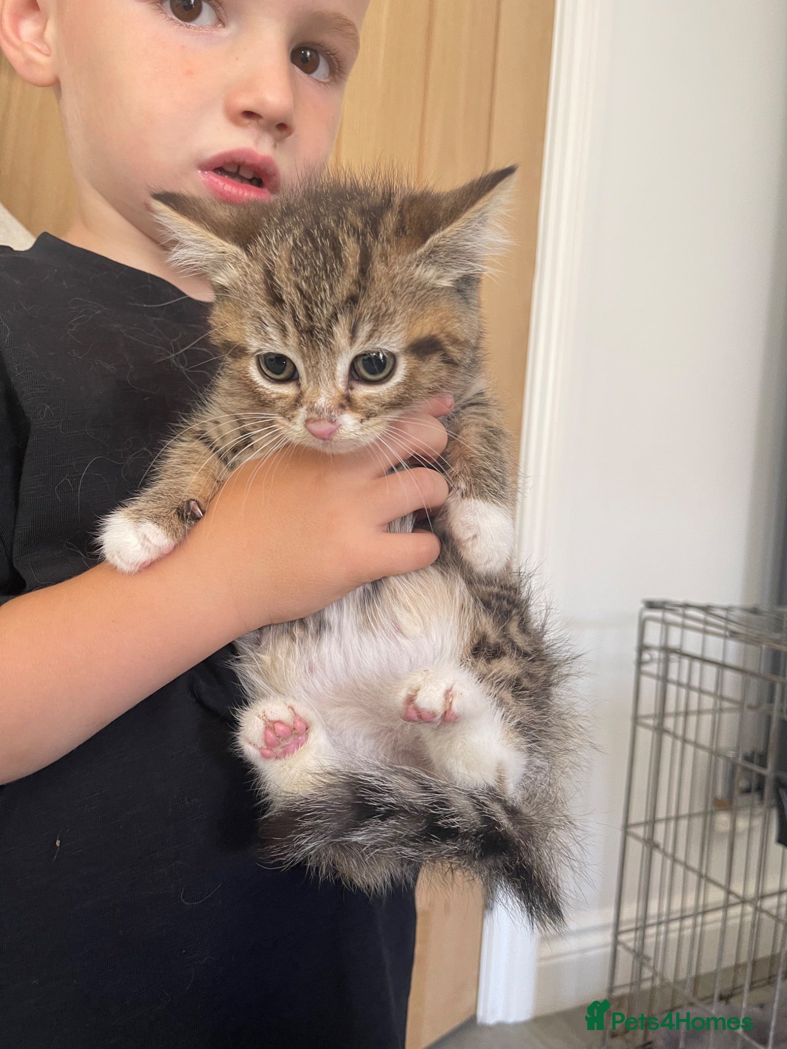 Mixed Breed cats Last female kitten available  - Advert 1