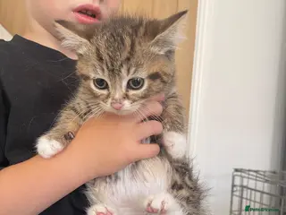 Mixed Breed cats Last female kitten available - Advert 3